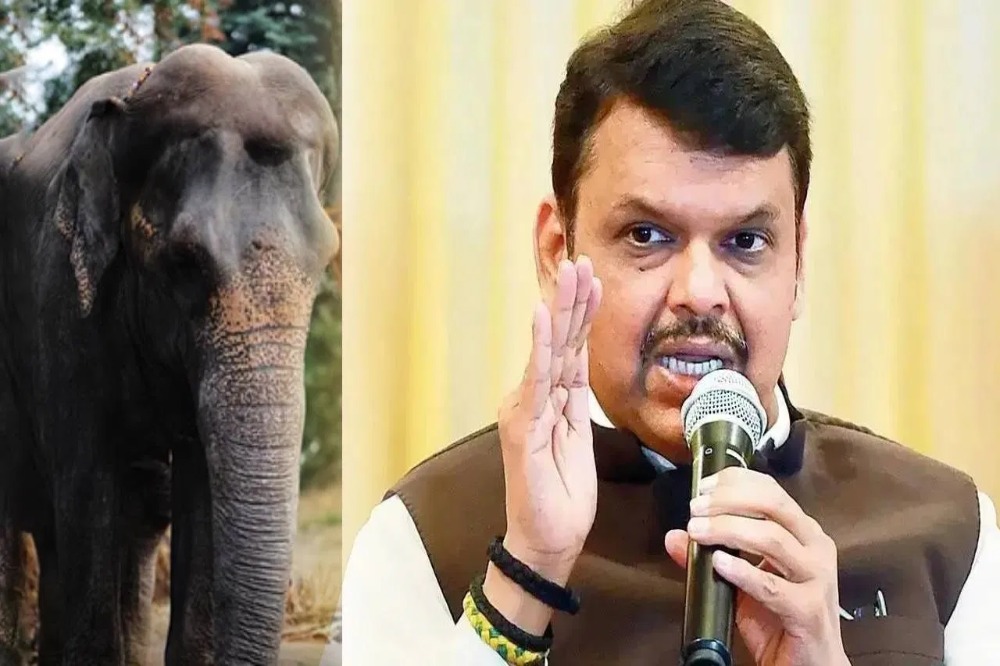 माधुरी ऊर्फ महादेवी हत्तीला नांदणी मठात परत आणण्यासाठी मुख्यमंत्र्यांचा पुढाकार 